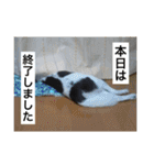 MIX犬★食いしん坊くぅの日常【青春編】（個別スタンプ：27）