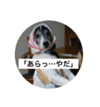 MIX犬★食いしん坊くぅの日常【青春編】（個別スタンプ：28）