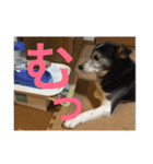 MIX犬★食いしん坊くぅの日常【青春編】（個別スタンプ：30）