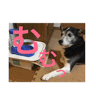 MIX犬★食いしん坊くぅの日常【青春編】（個別スタンプ：31）