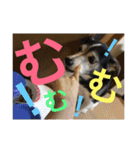 MIX犬★食いしん坊くぅの日常【青春編】（個別スタンプ：32）