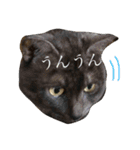 ダックスとミックス（個別スタンプ：8）
