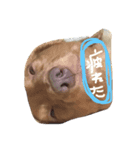 クルモナスタンプ（個別スタンプ：5）
