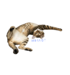 I am Bow Bow（個別スタンプ：4）