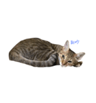 I am Bow Bow（個別スタンプ：5）