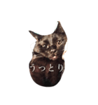 はぽぐー（個別スタンプ：1）