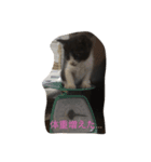 癒しのこんぶ（個別スタンプ：4）