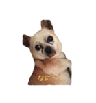 いぐいぐ（個別スタンプ：2）