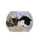 my idols（個別スタンプ：5）