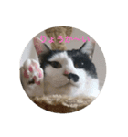 my idols（個別スタンプ：8）