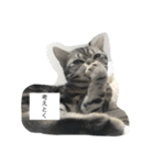 ほぼロイだよ（個別スタンプ：1）
