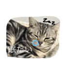 ほぼロイだよ（個別スタンプ：3）