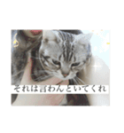 ほぼロイだよ（個別スタンプ：7）