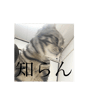 ほぼロイだよ（個別スタンプ：12）