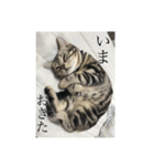 ほぼロイだよ（個別スタンプ：13）