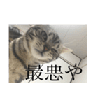 ほぼロイだよ（個別スタンプ：14）