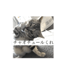 ほぼロイだよ（個別スタンプ：17）