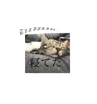 ほぼロイだよ（個別スタンプ：19）