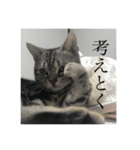 ほぼロイだよ（個別スタンプ：20）