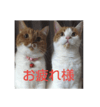 pinkkittycat（個別スタンプ：1）