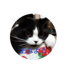 pinkkittycat（個別スタンプ：3）