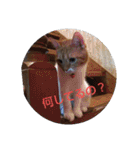 pinkkittycat（個別スタンプ：4）