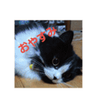 pinkkittycat（個別スタンプ：5）