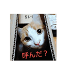 pinkkittycat（個別スタンプ：6）