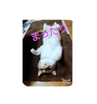 pinkkittycat（個別スタンプ：7）