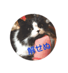 pinkkittycat（個別スタンプ：8）