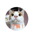 pinkkittycat（個別スタンプ：9）