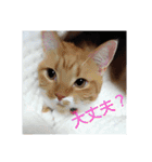 pinkkittycat（個別スタンプ：10）