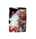 pinkkittycat（個別スタンプ：12）