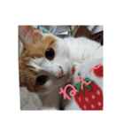 pinkkittycat（個別スタンプ：13）