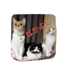 pinkkittycat（個別スタンプ：14）