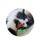 pinkkittycat（個別スタンプ：15）