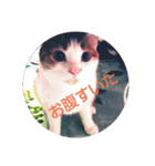 pinkkittycat（個別スタンプ：17）