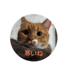 pinkkittycat（個別スタンプ：18）