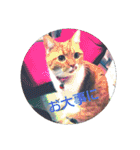 pinkkittycat（個別スタンプ：20）