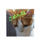pinkkittycat（個別スタンプ：21）