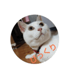 pinkkittycat（個別スタンプ：22）