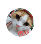pinkkittycat（個別スタンプ：25）
