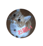 pinkkittycat（個別スタンプ：26）