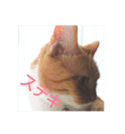 pinkkittycat（個別スタンプ：27）