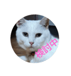 pinkkittycat（個別スタンプ：28）