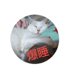 pinkkittycat（個別スタンプ：29）