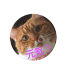 pinkkittycat（個別スタンプ：31）