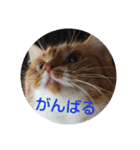 pinkkittycat（個別スタンプ：32）