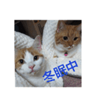 pinkkittycat（個別スタンプ：33）