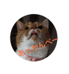 pinkkittycat（個別スタンプ：34）